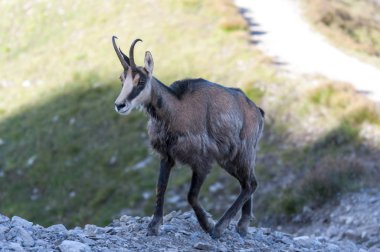 Tatra Chamois ( Rupicapra rupicapra tatrica )