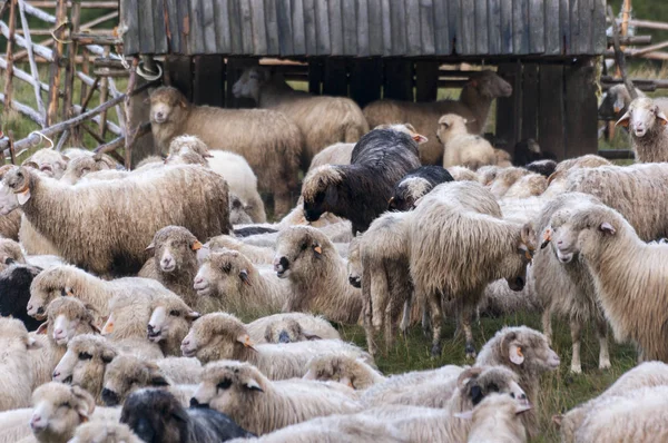 Sheep on a mountain pasture — Stock Photo, Image
