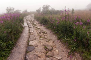 Puslu yol. Tatra Dağları