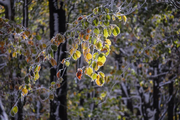 Barevné Mražené Podzimní Listí — Stock fotografie