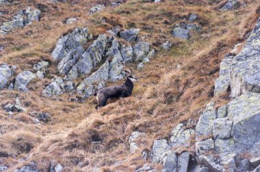 Tatra chamois doğal ortamda