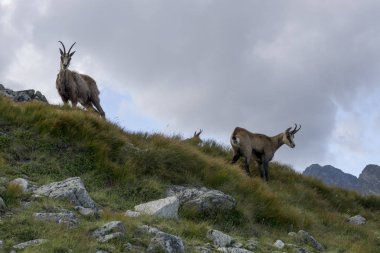Tatra Chamois ( Rupicapra rupicapra tatrica )