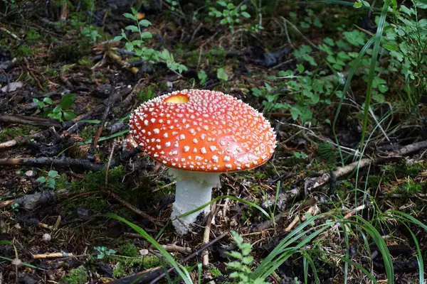 Ormanda kırmızı mantar / mantar dışkısı