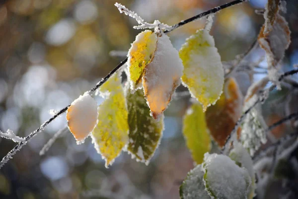 Krásné Barevné Zmrazené Listí Podzim Bukovské Vrchy — Stock fotografie