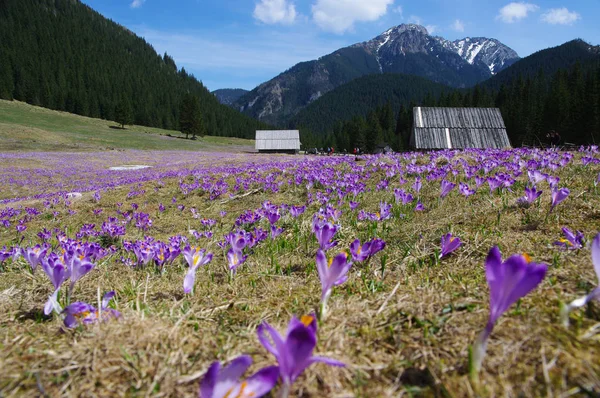 çiğdemler chocholowska Vadisi, tatra Dağları, Polonya
