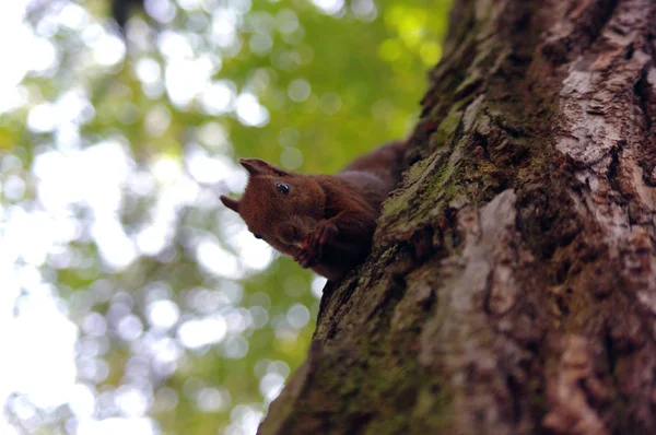Mignon écureuil roux mange une noix dans le parc — Photo