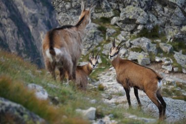 Tatra chamois doğal ortamda