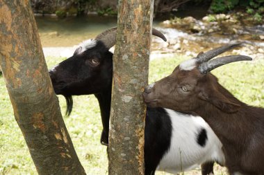 İki keçi ağaç kabuğu yemek