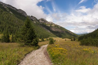 Dağ Vadisi çiçeklerle dolu. Batı Tatras.
