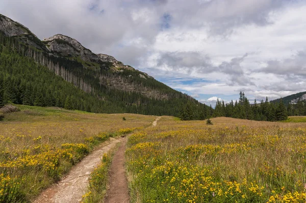 Vale da montanha cheio de flores. Tatras ocidentais . — Fotografia de Stock