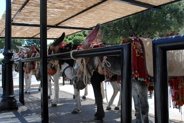 Burros em Mijas. Andaluzia, Espanha . — Fotografia de Stock