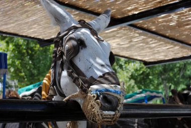 Mijas eşek. Andalusia, İspanya.