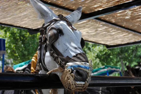 Mijas eşek. Andalusia, İspanya.