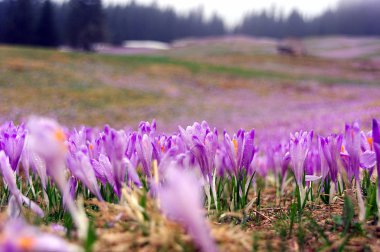 Çiğdemler dağ çayır üzerinde. Tatry