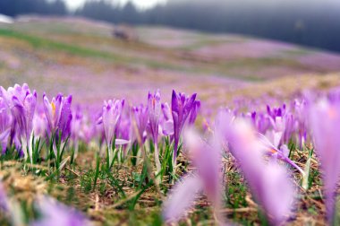 Çiğdemler dağ çayır üzerinde