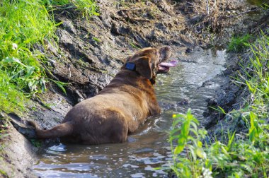 Çamur banyosu içinde mutlu köpek