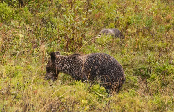 Boz ayı doğal ortamda Batı Tatra mount