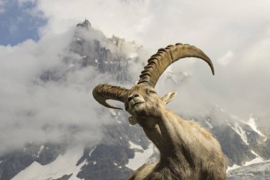 Bir arka planda dağların Alp dağ keçisi.