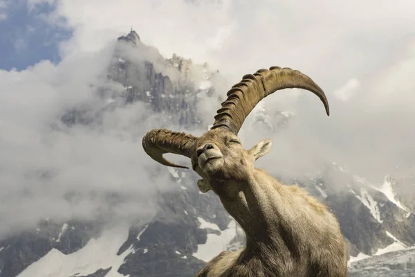 Bir arka planda dağların Alp dağ keçisi.