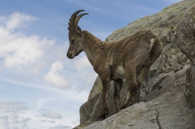 Bir kayanın üzerinde dağ keçisi. Fransız Alps.