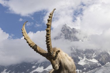 Alp dağ keçisi Aiguille du Midi bir arka plan üzerinde. Fransız Alps.
