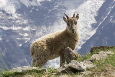 Dağlarda genç dağ keçisi. Fransız Alps.