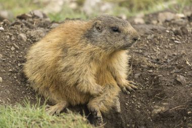 Doğal ortamda Alp Dağ sıçanı. Dolomites.