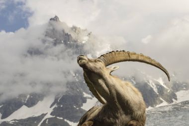 Bir arka planda dağların Alp dağ keçisi.