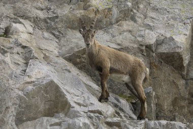 Bir kayanın üzerinde dağ keçisi. Fransız Alps.