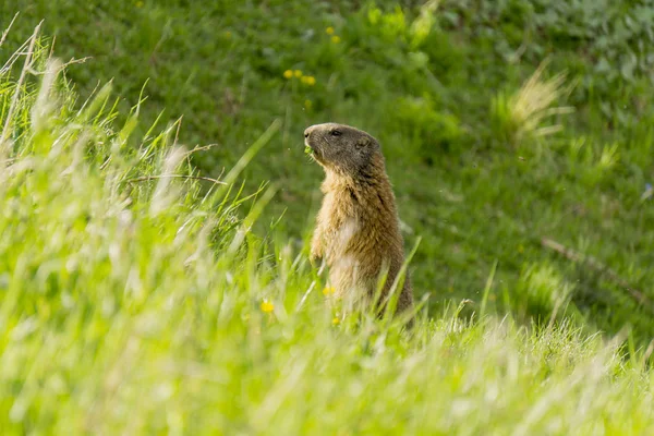 Alpine marmot in the natural environment. Dolomites. — Stock Photo, Image