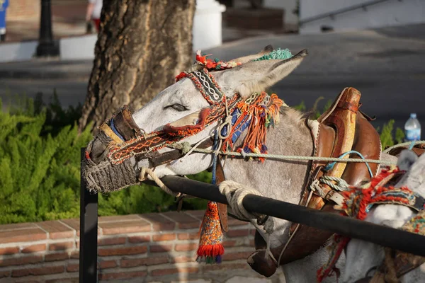 Eşekler Mijas içinde. Andalusia, İspanya.