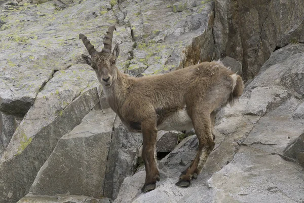 Bir kayanın üzerinde dağ keçisi. Fransız Alps.