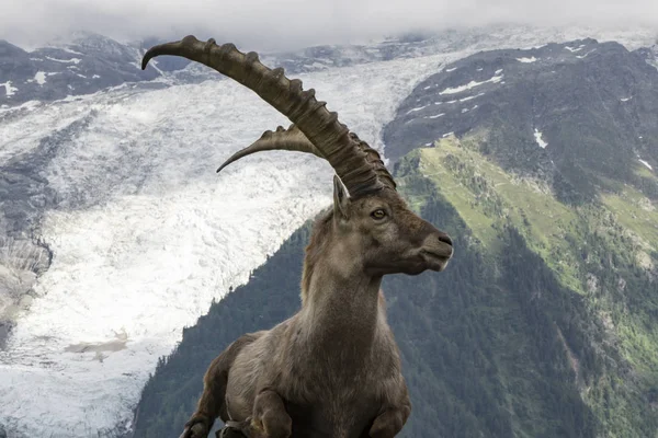 Bir arka planda dağların Alp dağ keçisi.