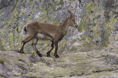 Capra ibex doğal ortamda. Fransız Alps.