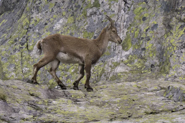 Capra ibex doğal ortamda. Fransız Alps. — Stok fotoğraf