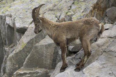 Bir kayanın üzerinde dağ keçisi. Fransız Alps.