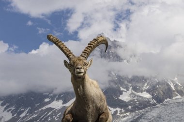 Bir arka planda dağların Alp dağ keçisi.