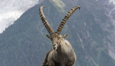 Bir arka planda dağların Alp dağ keçisi.