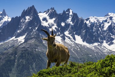 Mont Blanc massif arka plan üzerinde dağ keçisi. Alpler.