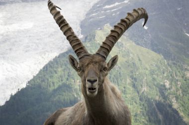 Bir Alp dağ keçisi (capra ibex portresi).