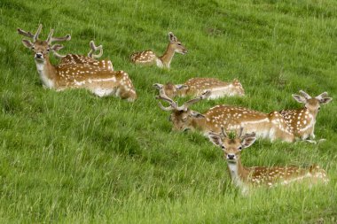 Açıklıkta geyik sürüsü.