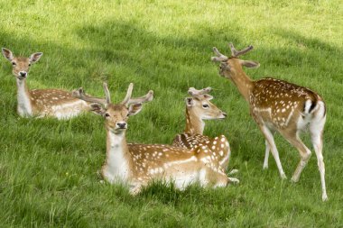 Açıklıkta geyik sürüsü.