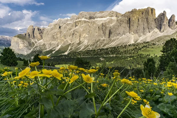 Dolomites'in arka plan üzerinde güzel sarı çiçekler. ITA
