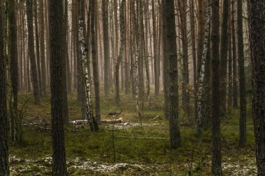 Puslu bir orman güzel doğada. Kampinos Milli Parkı Po