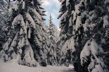 Kış manzarası bir dağ orman içinde. Tatra Dağları. Polonya.
