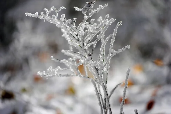 Geada Fábricas Durante Outono Frio — Fotografia de Stock