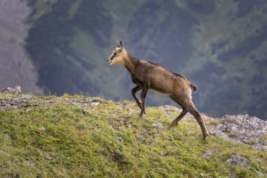 Vahşi genç dağ chamois. Tatry. Polonya.