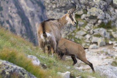 Tatra Chamois ( Rupicapra rupicapra tatrica )