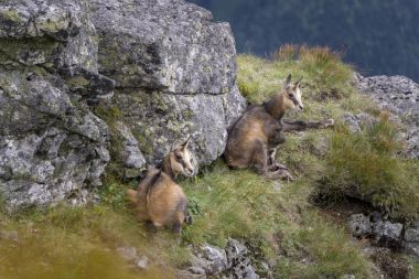 İki genç dağ chamois içinde belgili tanımlık vahşi. Tatra Dağları. Polonya.