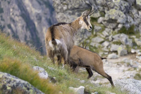 Tatra Chamois ( Rupicapra rupicapra tatrica )